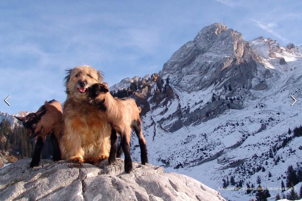 Chien Souvent Confondu Avec Le Berger Des Pyrénées