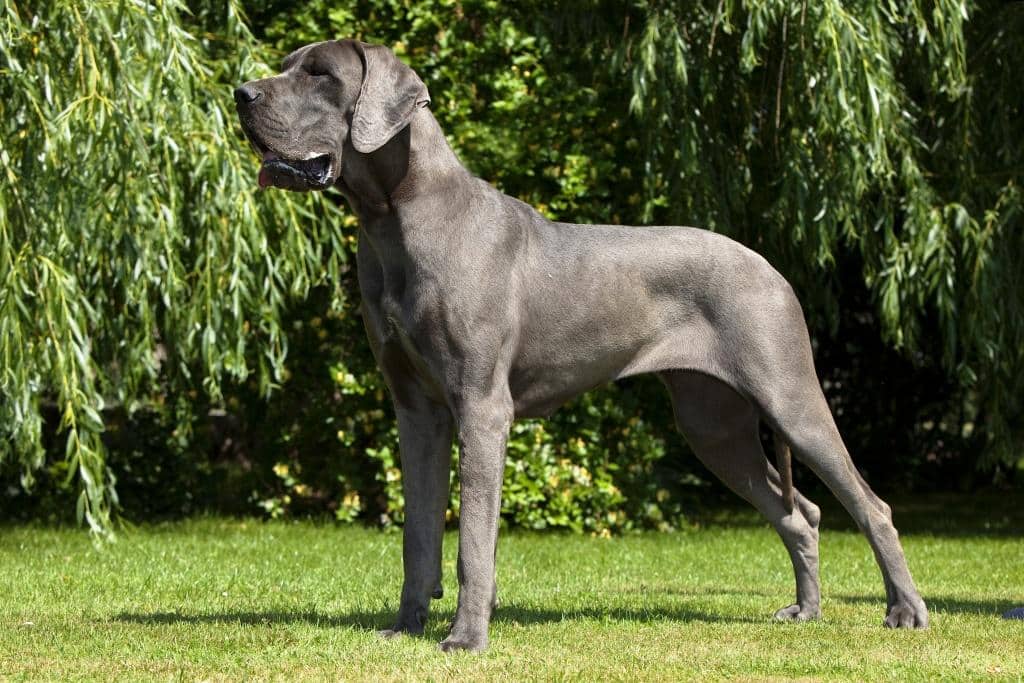 Dogue Allemand Passion Canine Un géant douxPassion Canine