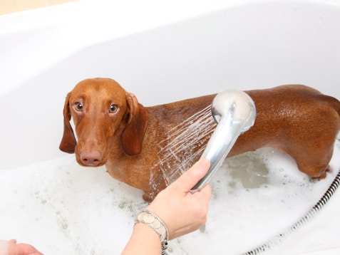 Les bons gestes du toilettage pour chien