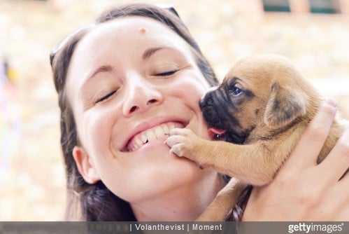 Suivez les 5 étapes du test Campbell pour savoir si le chiot est fait pour vous.