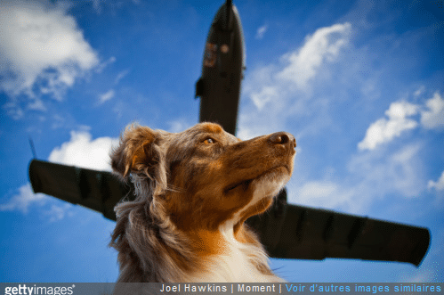 Zoom sur les précautions à prendre quand on voyage avec son chien en avion