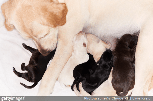 3 questions pour en savoir plus sur la gestation chez la chienne