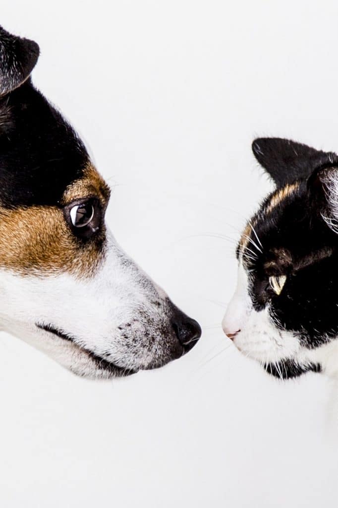 chien-chat-cohabitation