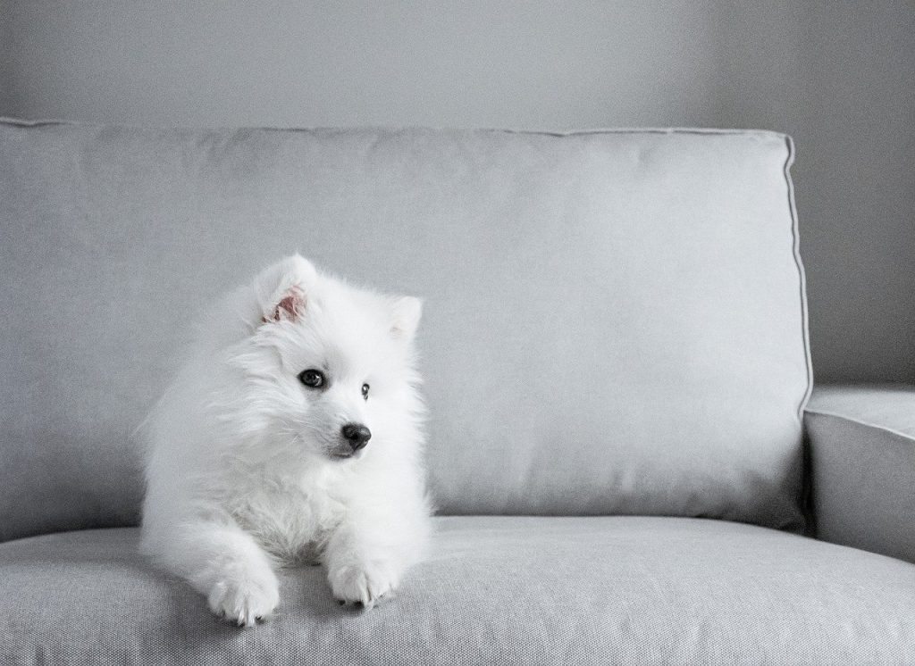 petit chien blanc assis sur un canapé