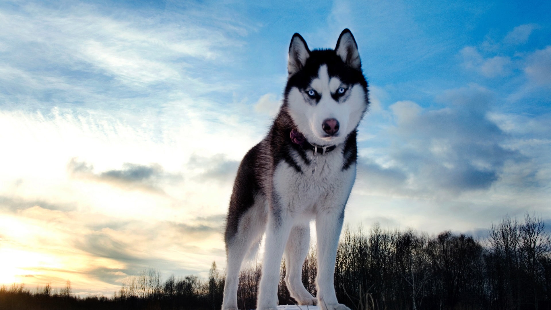 Husky sibérien - Passion Canine - Gentillesse, intelligence et non ...