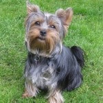 Yorkshire terrier