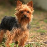 Yorkshire terrier