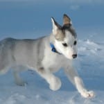 Husky sibérien