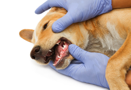 Santé dentaire de votre chien