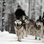 Husky sibérien