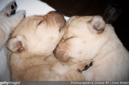 Gestation chien : 3 questions sur la mise-bas chez la chienne