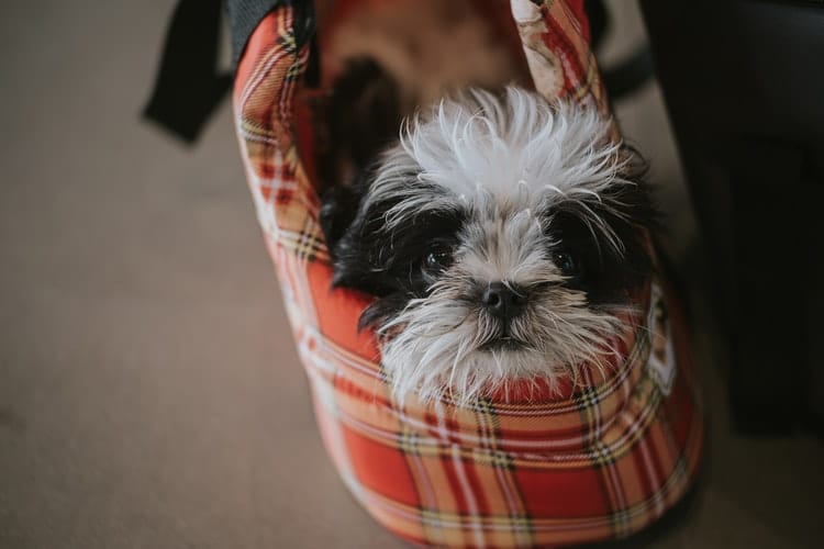 Les 5 races de petits chiens les plus calmes