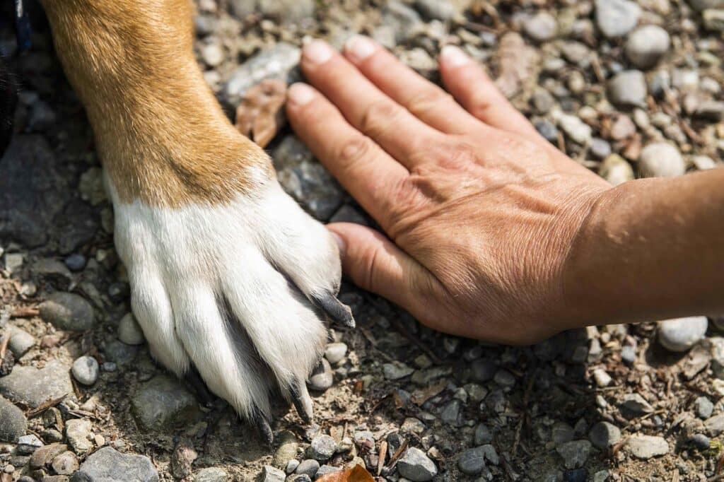 Qu’est-ce qu’un chien guide ?